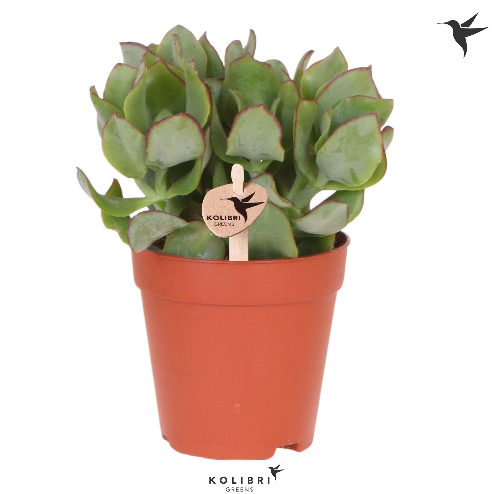 OK Plant Crassula undilatifolia Pack of 12
