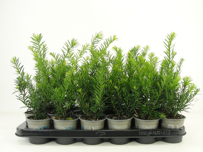 Taxus med. Farmen 20cm 9cm Pot