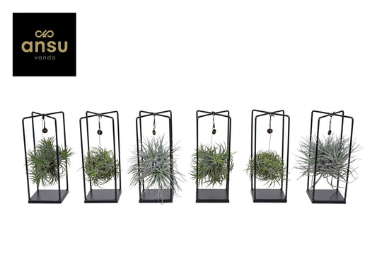 Ansu arr. Tillandsia Cube mix Pack of 6