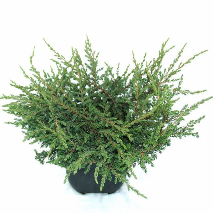 Juniperus Repanda 35cm 17cm Pot