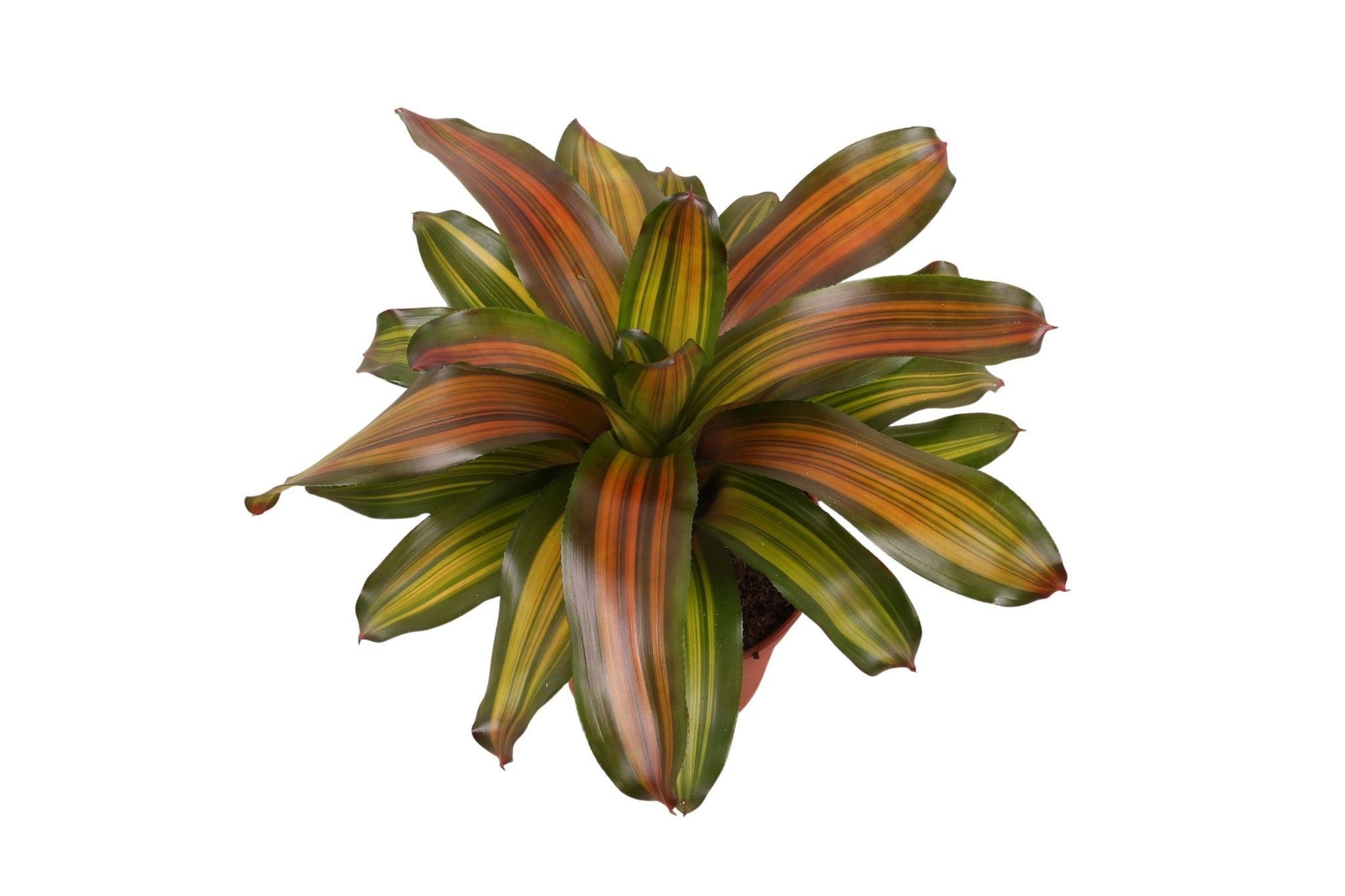 Rip Bromini BV Neoregelia Freddie Pack of 6