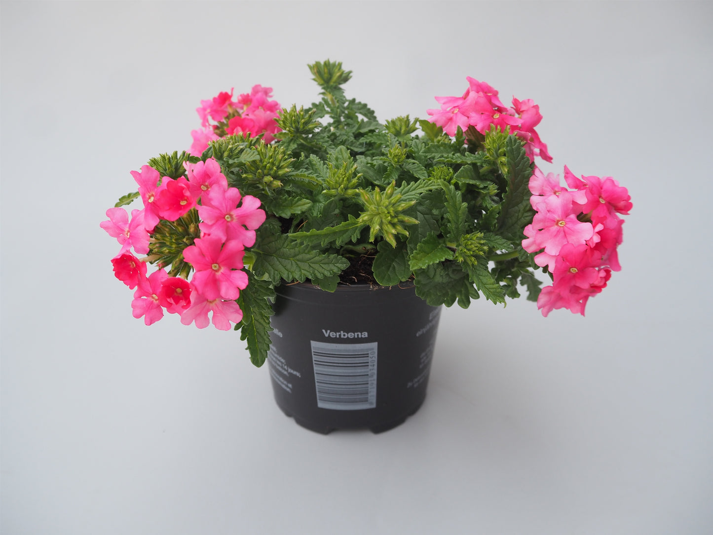 Verbena Magelana Lipstick 15cm 510cm Pot