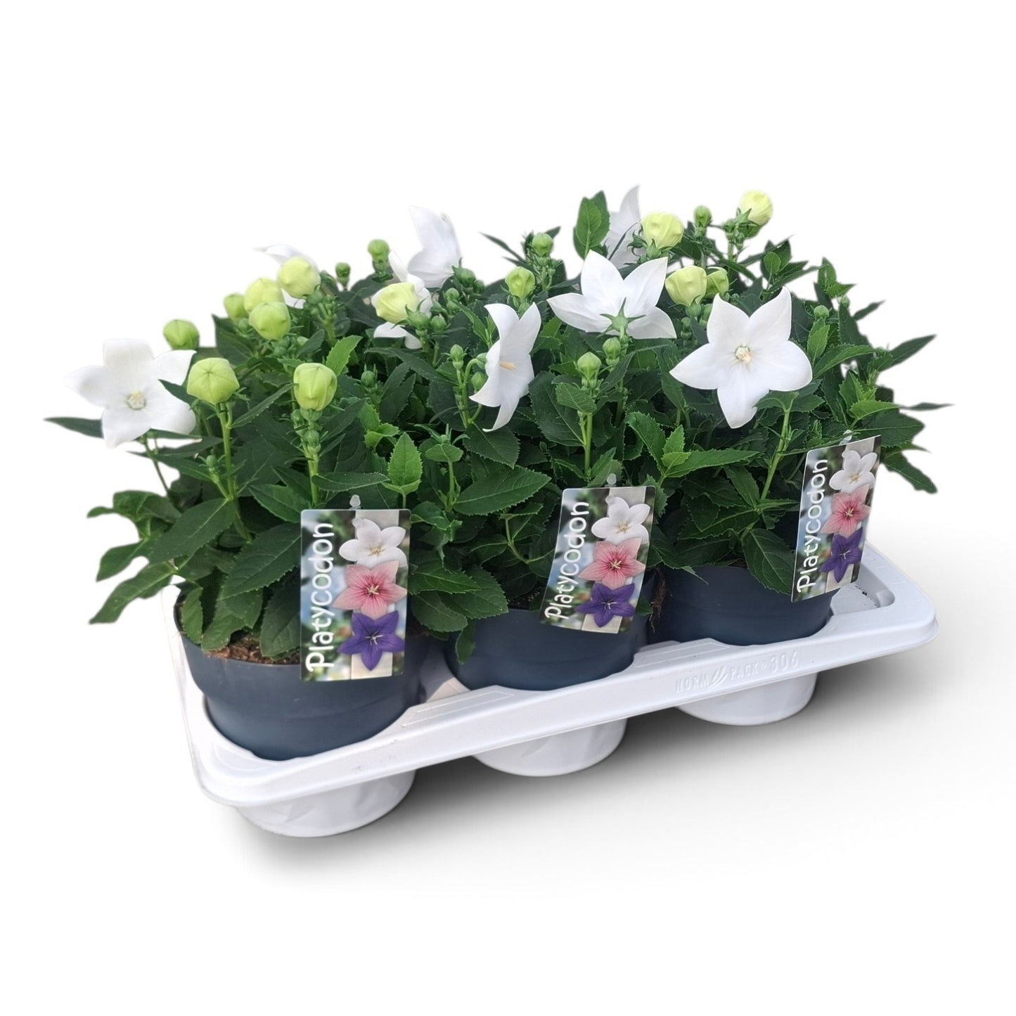Scheffers, A.J.S. Platycodon graniflorus Astra White Pack of 6