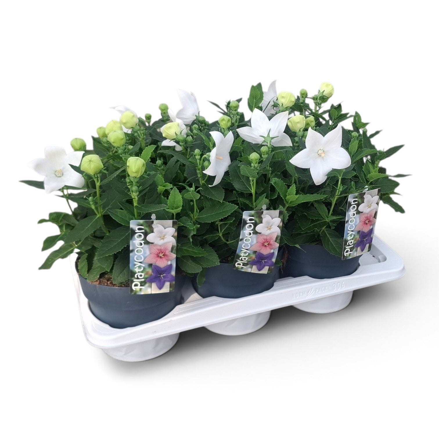 Scheffers, A.J.S. Platycodon graniflorus Astra White Pack of 6