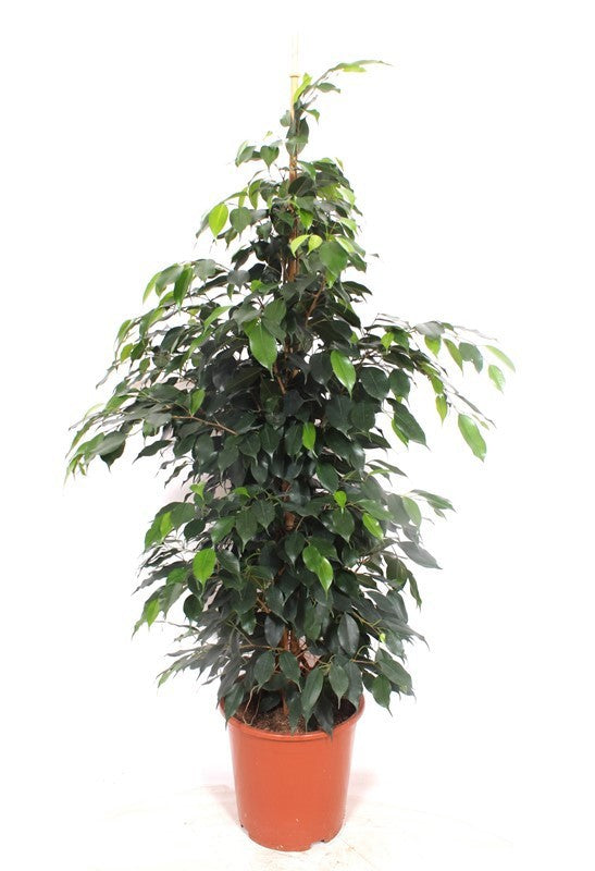Ficus benjamina Danielle 135cm 27cm Pot