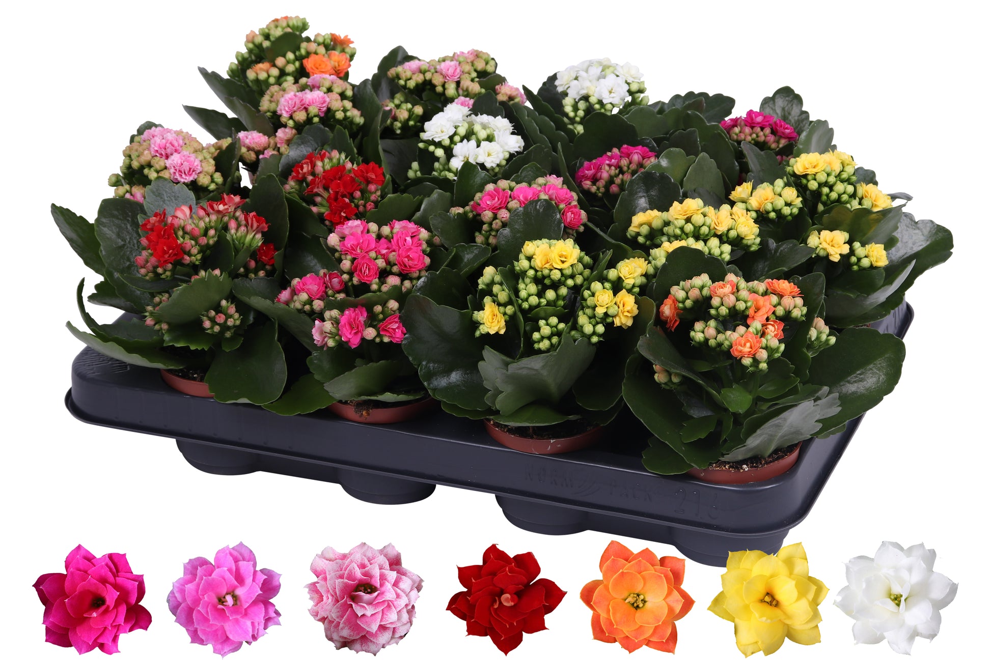 Kalanchoe Rosalina mix 15cm 7cm Pot