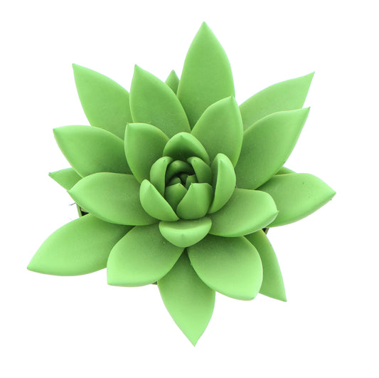 Euro Cactus Holland Bv Rainbow bright green Pack of 12