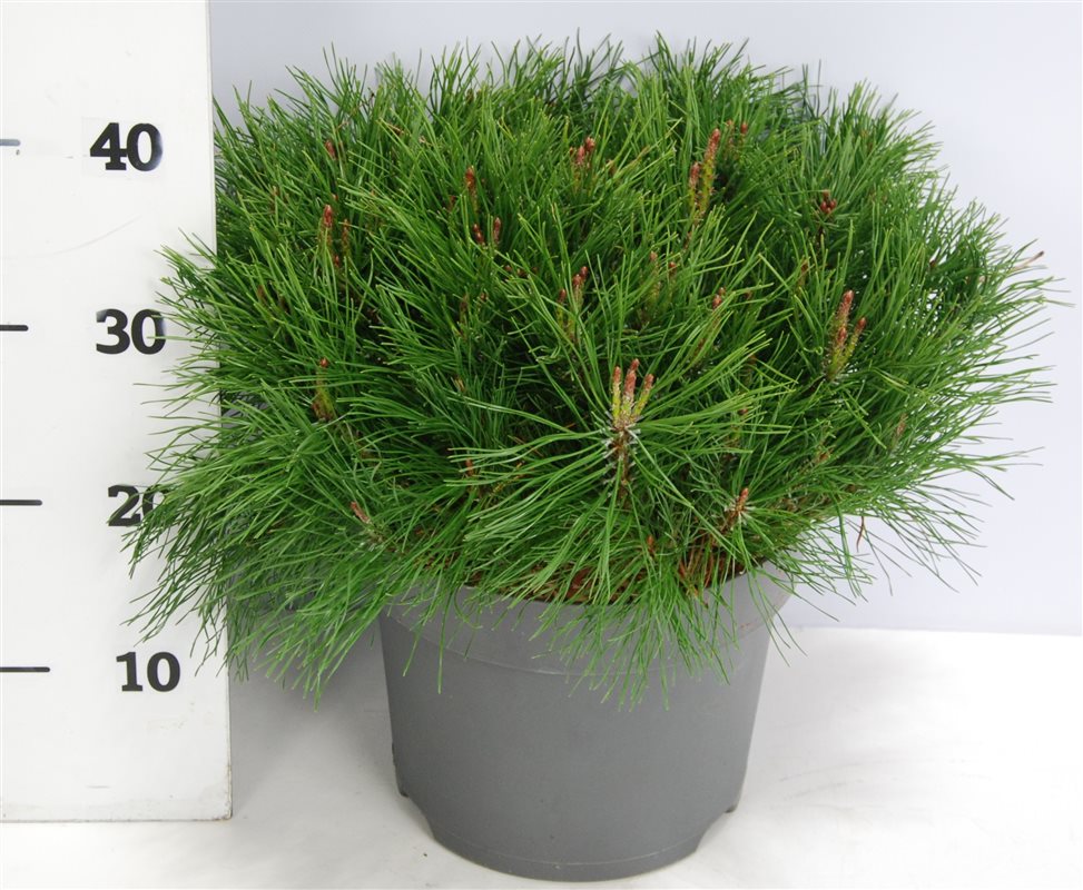 Pinus mugo Mugo 40cm 26cm Pot