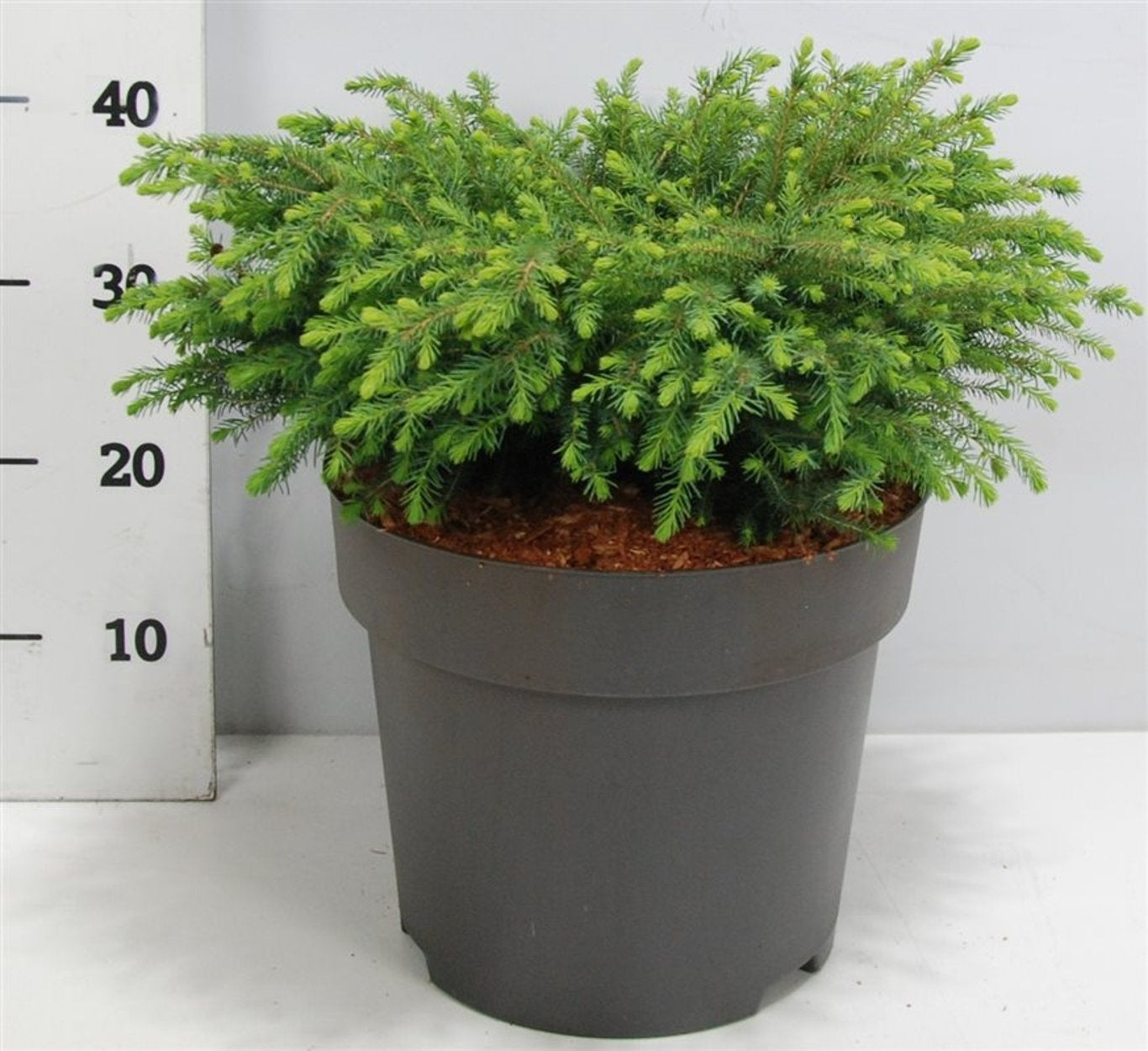 Picea omorika Nana 40cm 32cm Pot