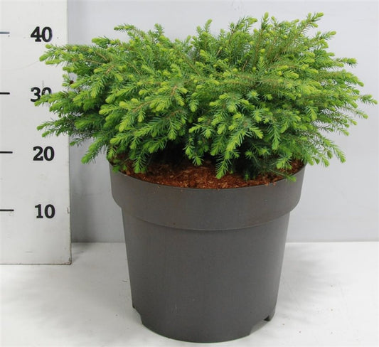 Picea omorika Nana 40cm 32cm Pot