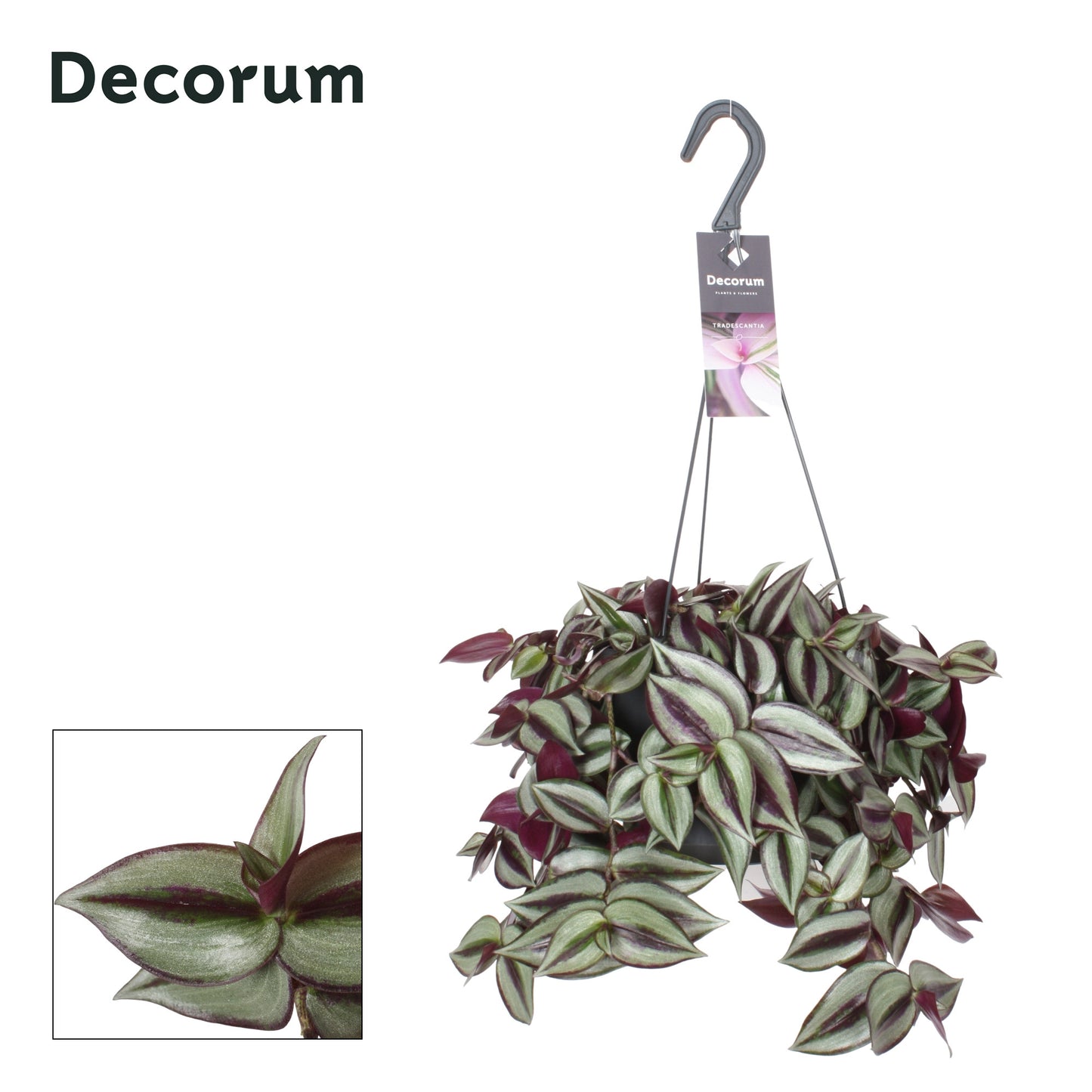 Hillplant BV Tradescantia Violet Hill Pack of 3