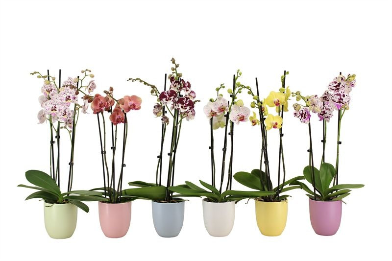 Phalaenopsis mix 55cm 12cm Pot