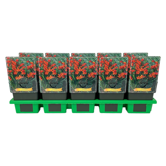 Crocosmia Emily McKenzie 25cm 11cm Pot