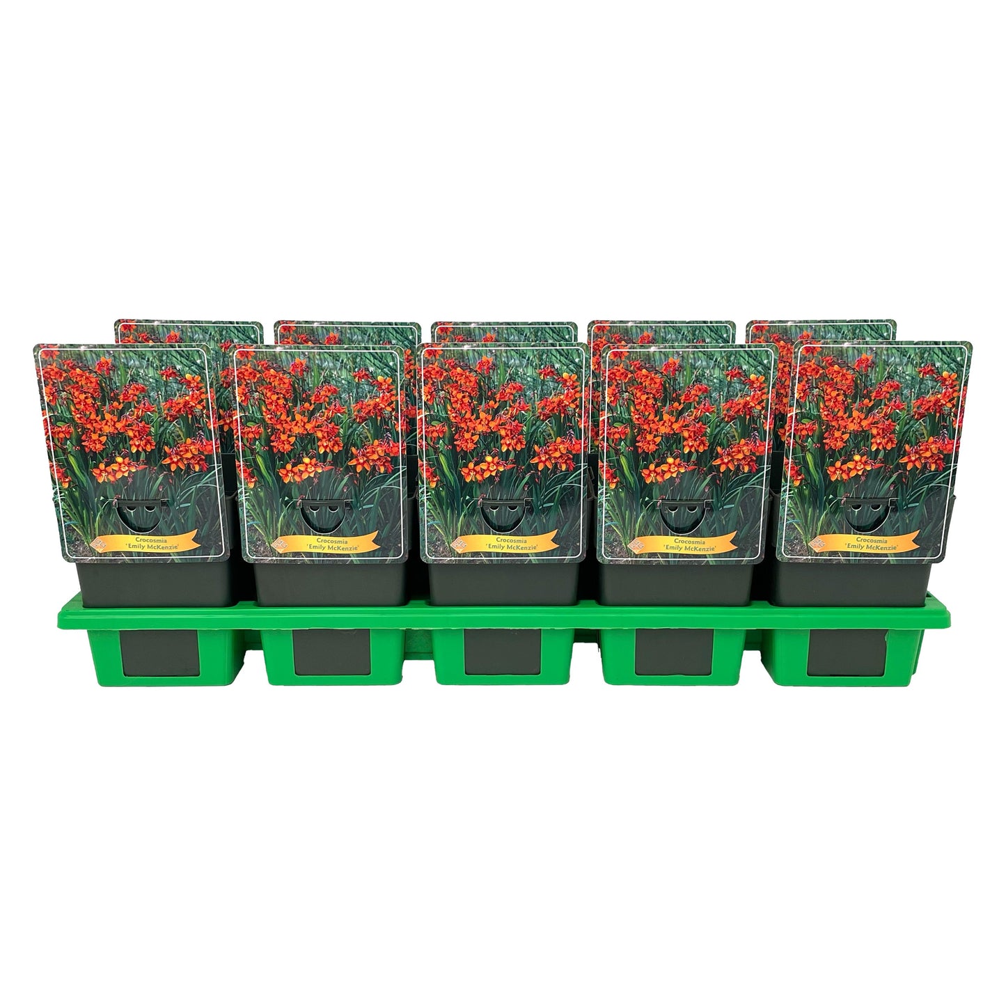 Crocosmia Emily McKenzie 25cm 11cm Pot