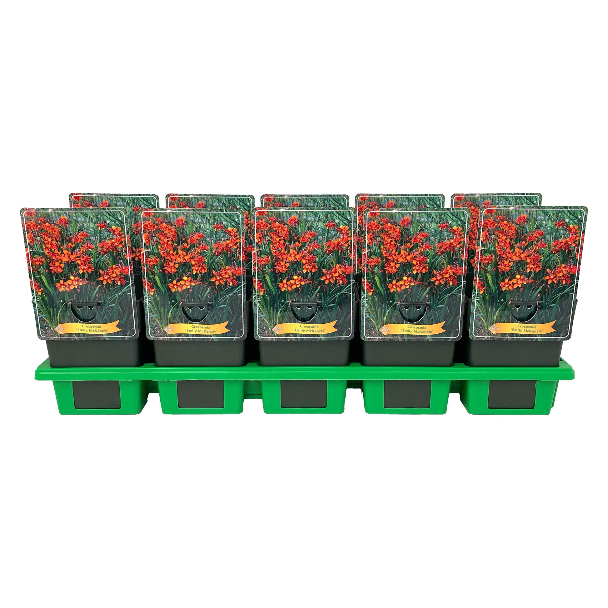 Crocosmia Emily McKenzie 25cm 11cm Pot