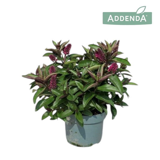 Hebe Hebedonna Eva 30cm 12cm Pot
