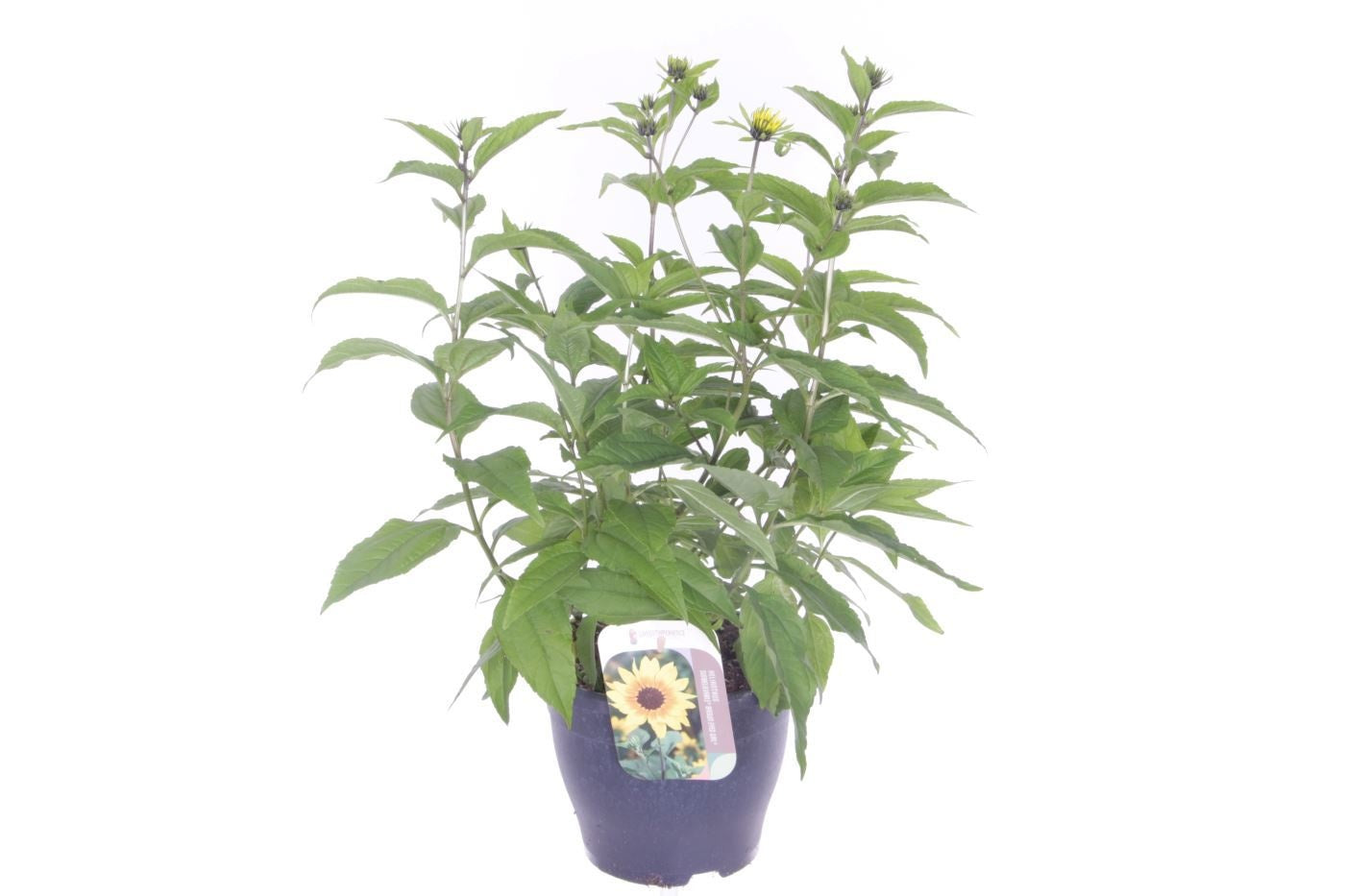 Helianthus ann. Sunblast 90cm 27cm Pot