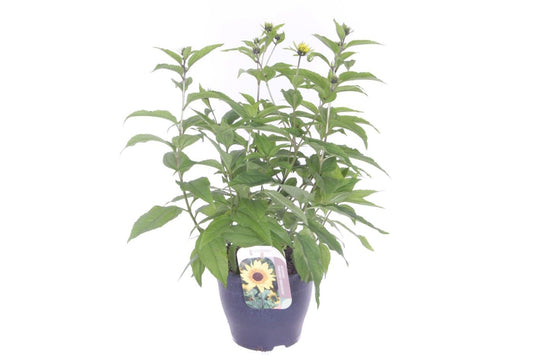 Helianthus ann. Sunblast 90cm 27cm Pot
