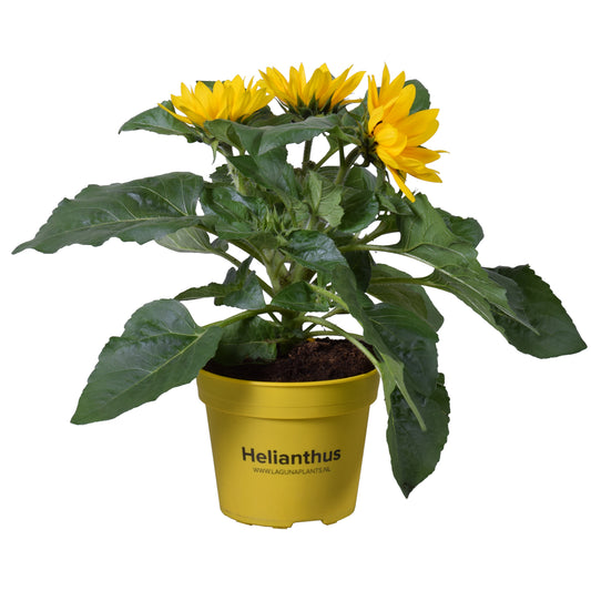 Helianthus ann. Sunray Yellow 40cm 15cm Pot