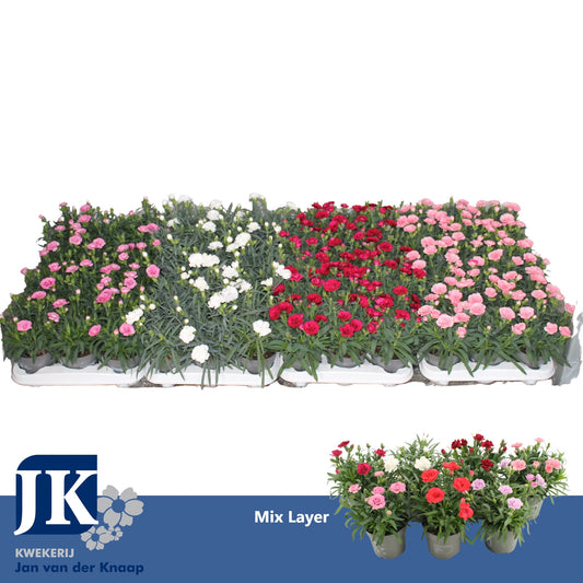 Dianthus mix 15cm 10.5cm Pot
