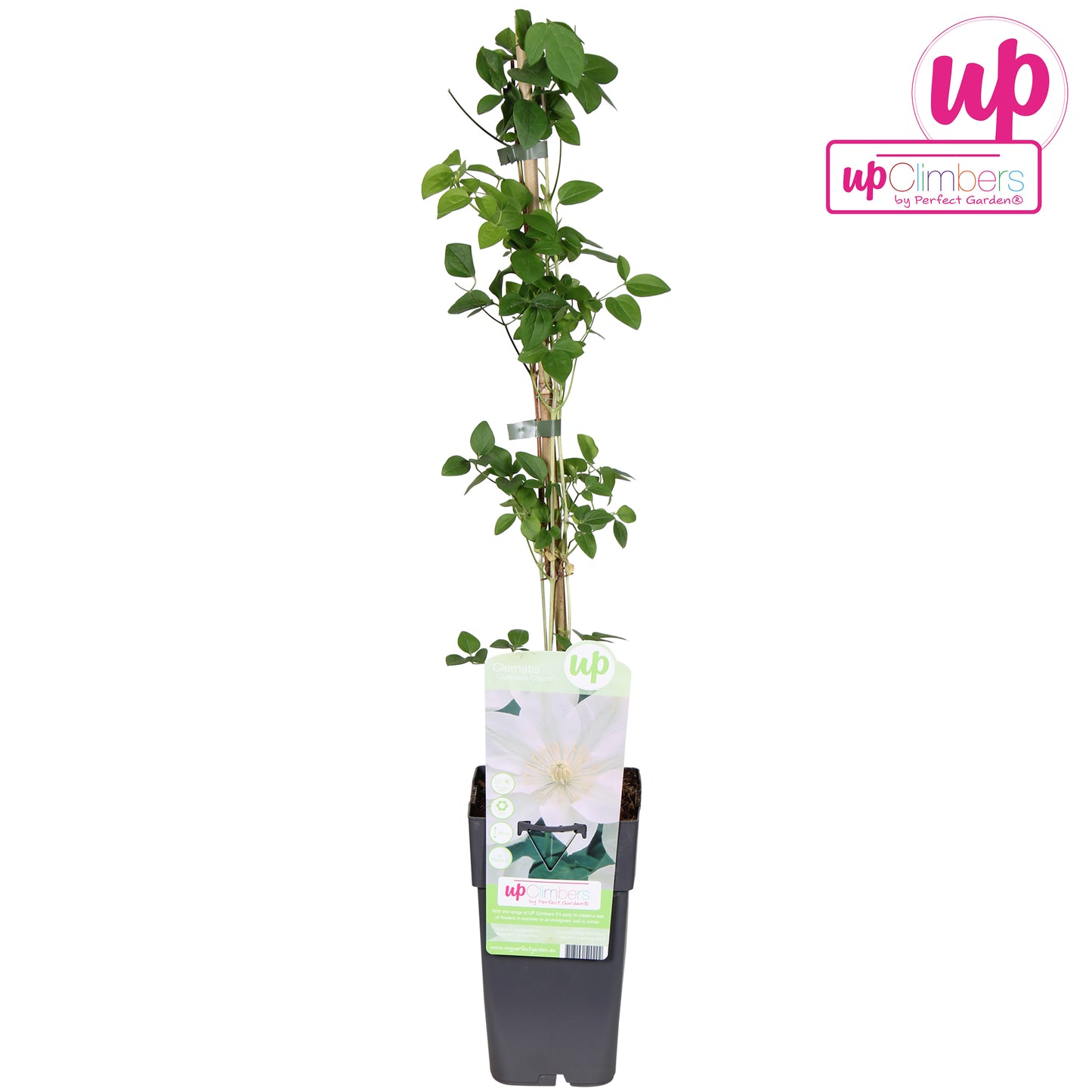 Clematis Guernsey Cream 65cm 15cm Pot