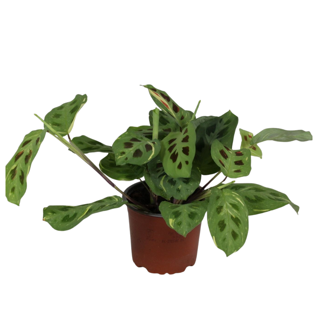 Jongenotter Potpl.kwekerij, Willem Maranta leuc. Fiesta Pack of 10