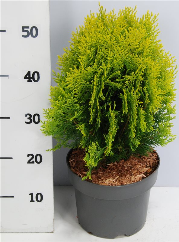 Platycladus Aurea Nana 55cm 23cm Pot