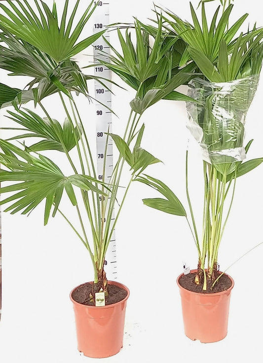 Carludovica palmata 140cm 21cm Pot