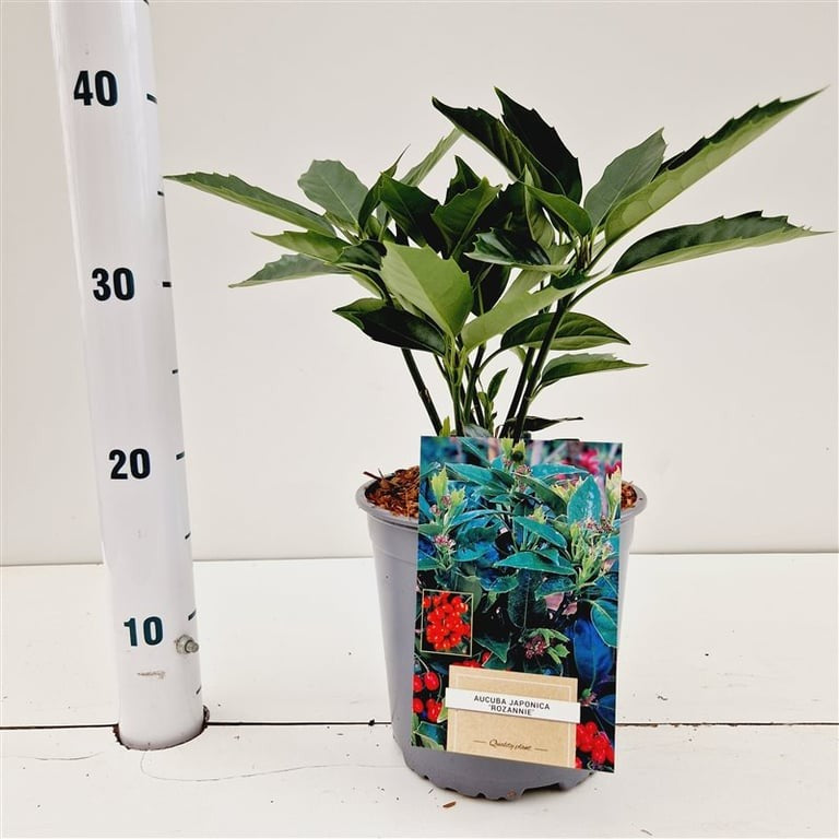 Aucuba Rozannie 35cm 17cm Pot