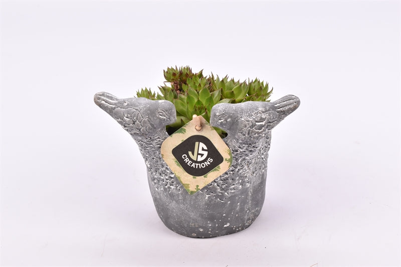 arr. Sempervivum 12cm Pot