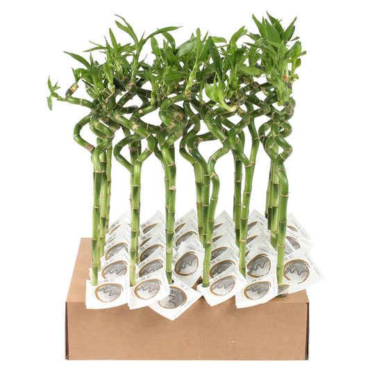 Lucky Bamboo spiral 35cm 5cm Pot