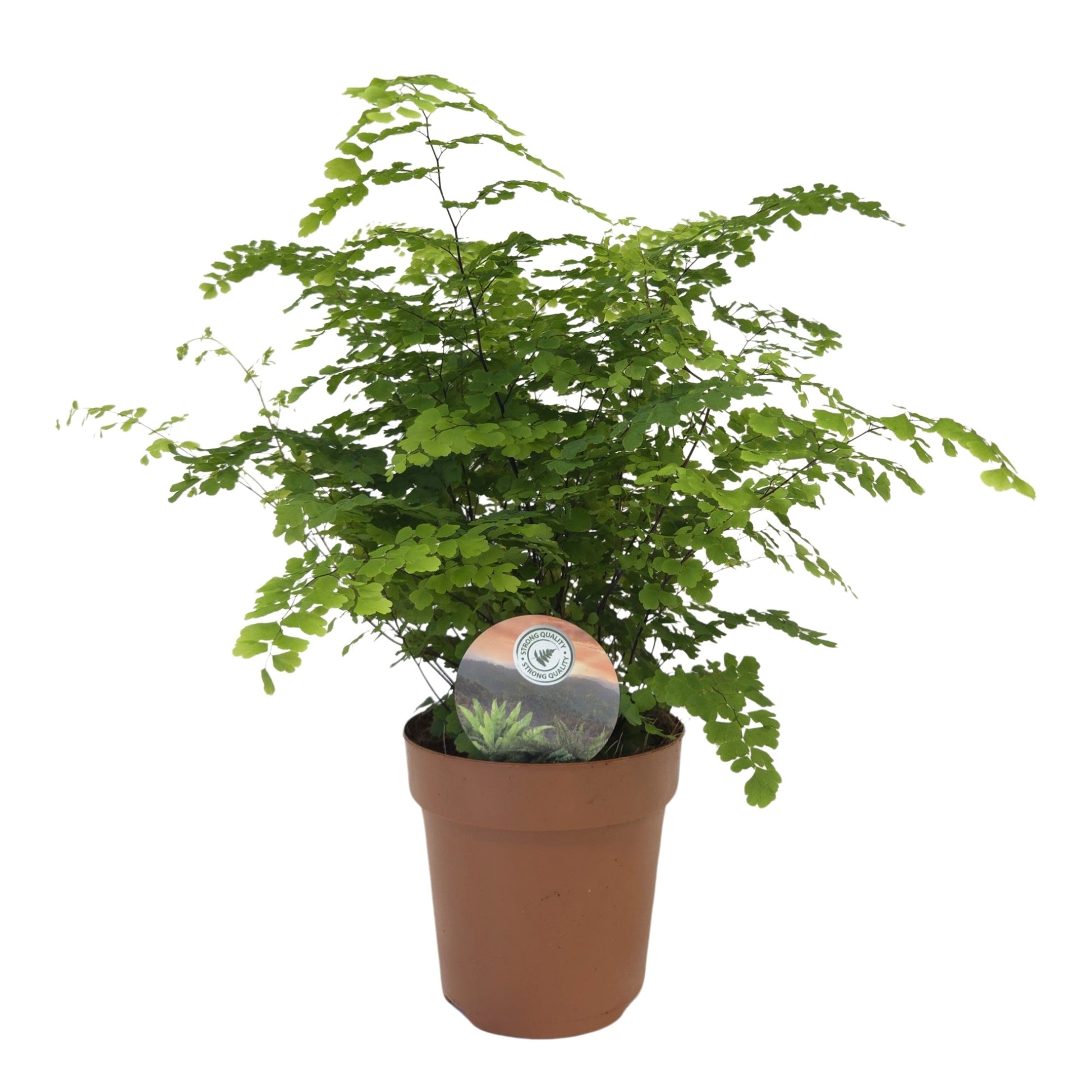 Adiantum Fritz-Luthi 35cm 12cm Pot