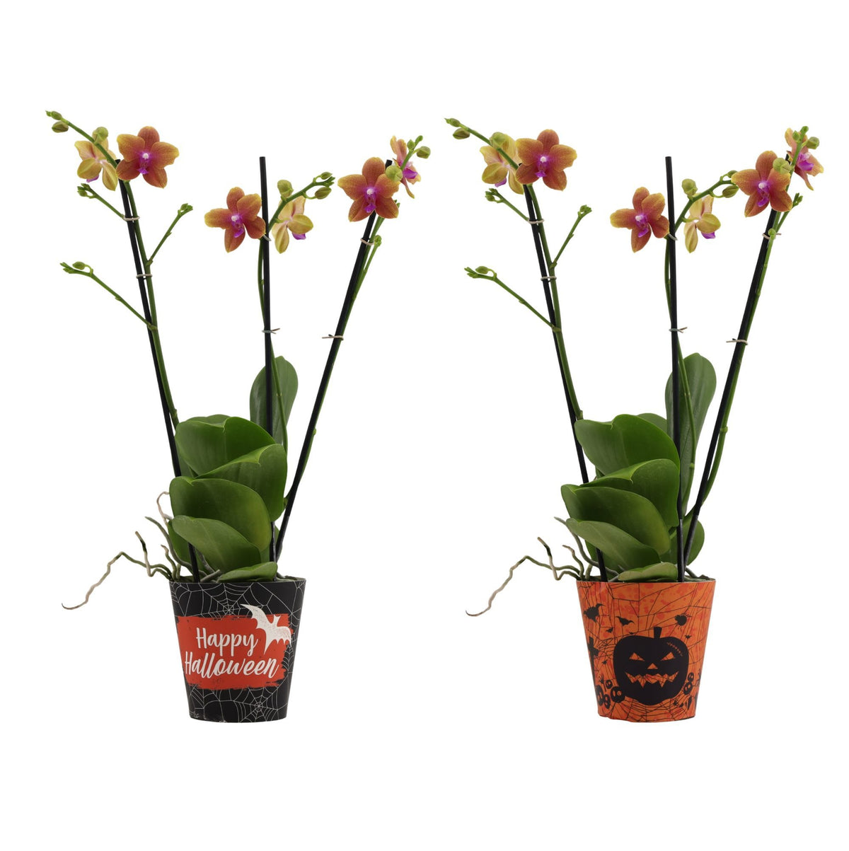 Phalaenopsis mf. Bolgheri 40cm 12cm Pot