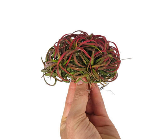 tillandsia-ionantha-red-10cm-12cm-pot