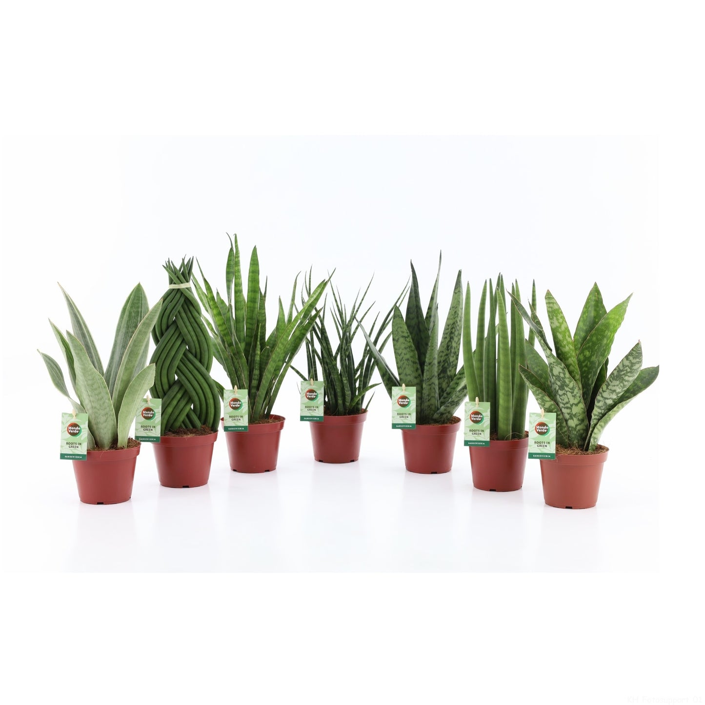 Sansevieria 35cm 12cm Pot