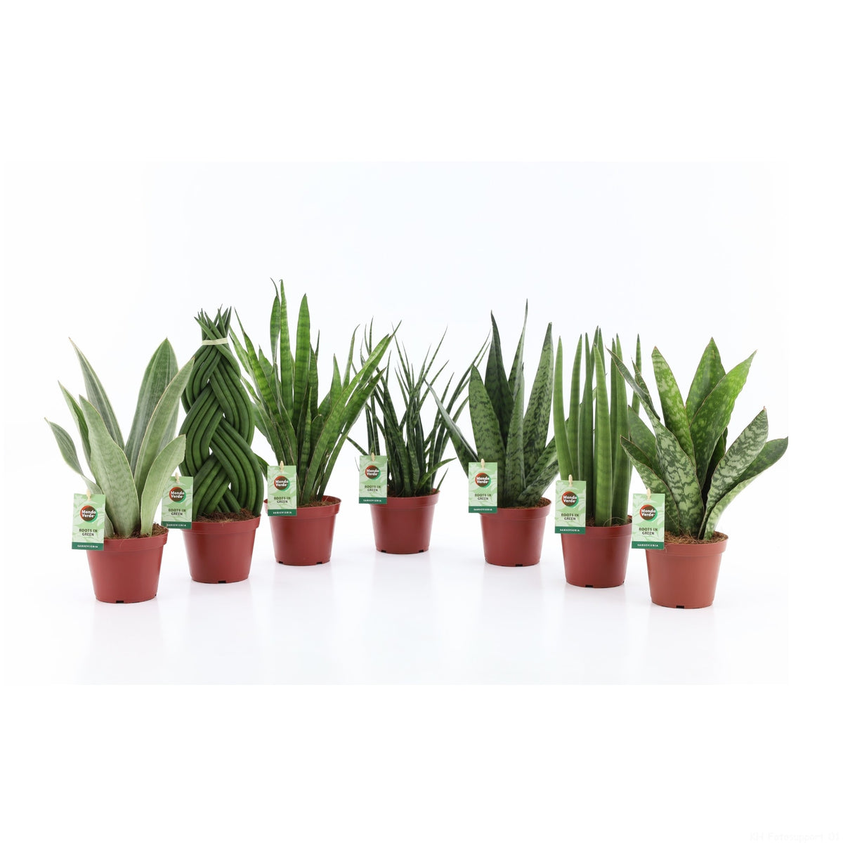 Sansevieria 35cm 12cm Pot