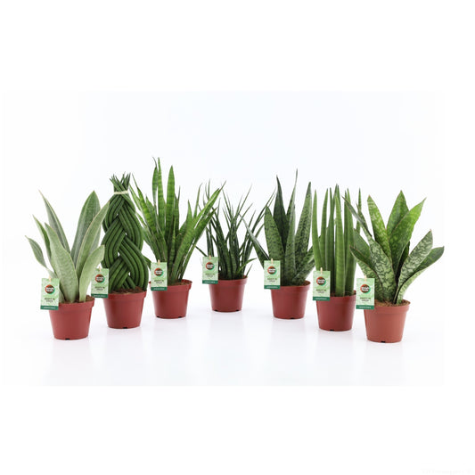 Sansevieria 35cm 12cm Pot