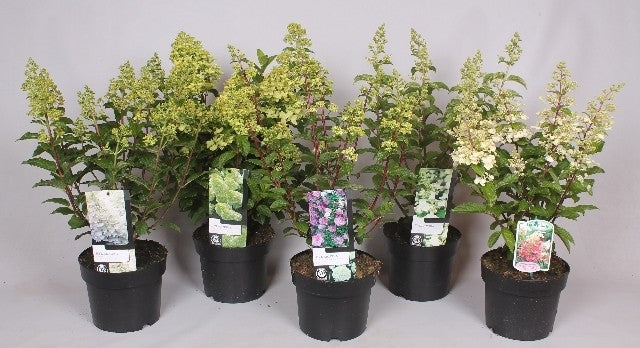 Hydrangea paniculata 65cm 19cm Pot
