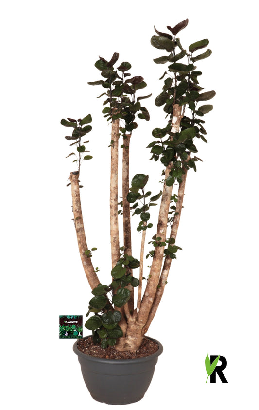 Polyscias Fabian 160cm 40cm Pot