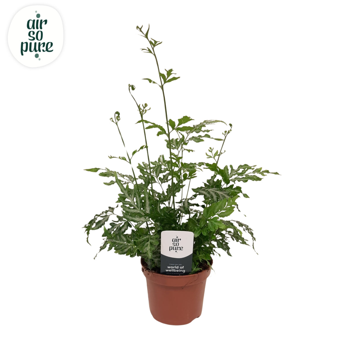 Pteris Evergemiensis 15cm 9cm Pot
