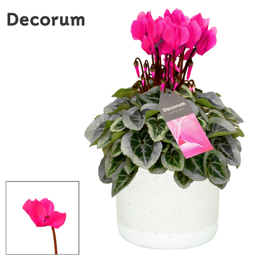 Cyclamen Picasso 30cm 14cm Pot