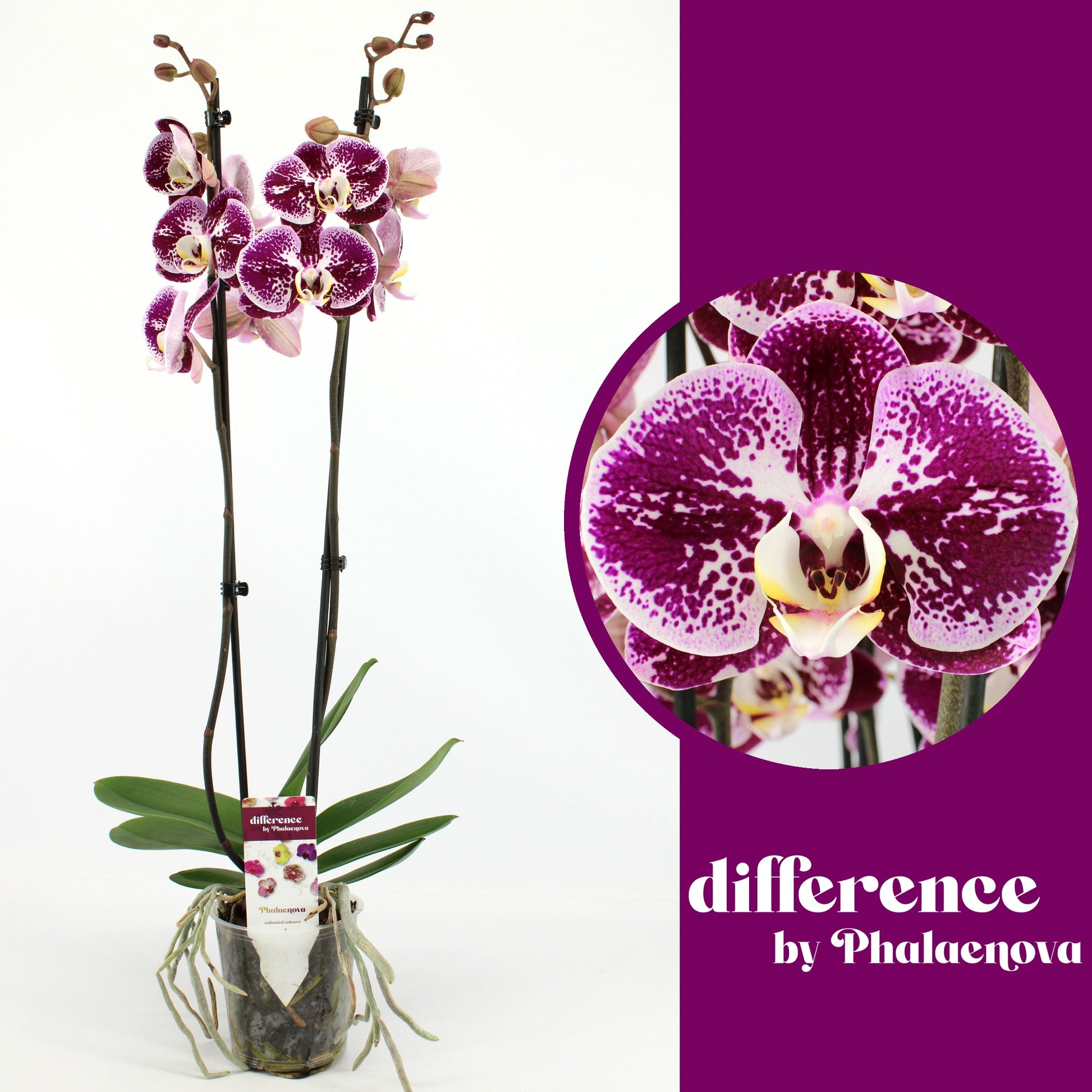 Phalaenova Phalaenopsis Compilation Pack of 10