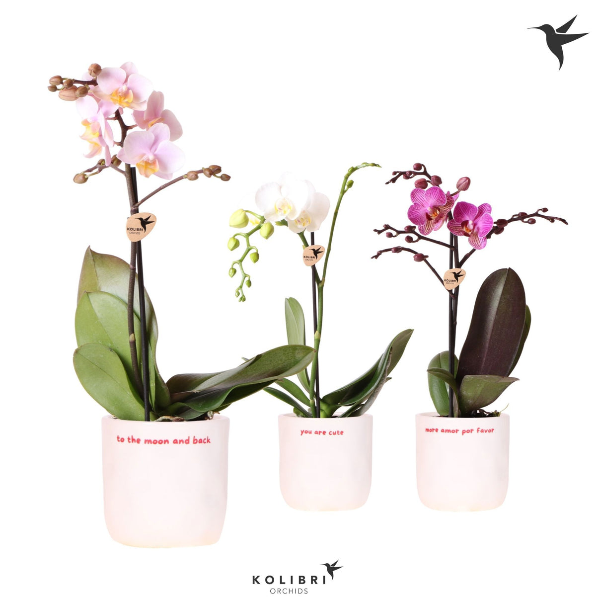 Phalaenopsis mix 40cm 9cm Pot