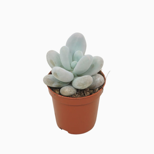 Pachyphytum oviferum 8cm 505cm Pot