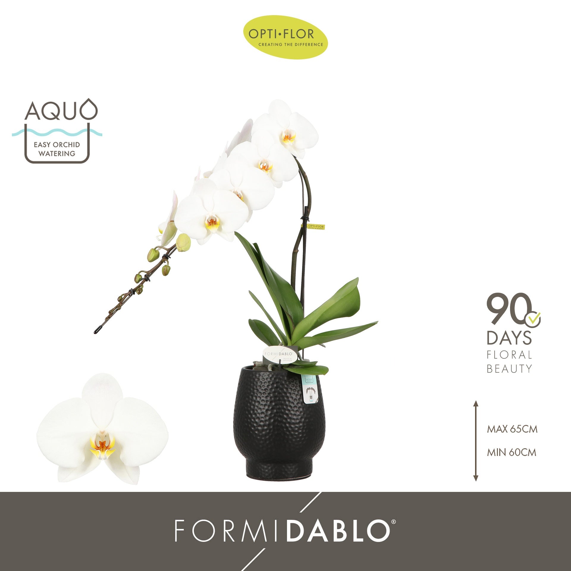 Phalaenopsis white 70cm 12cm Pot