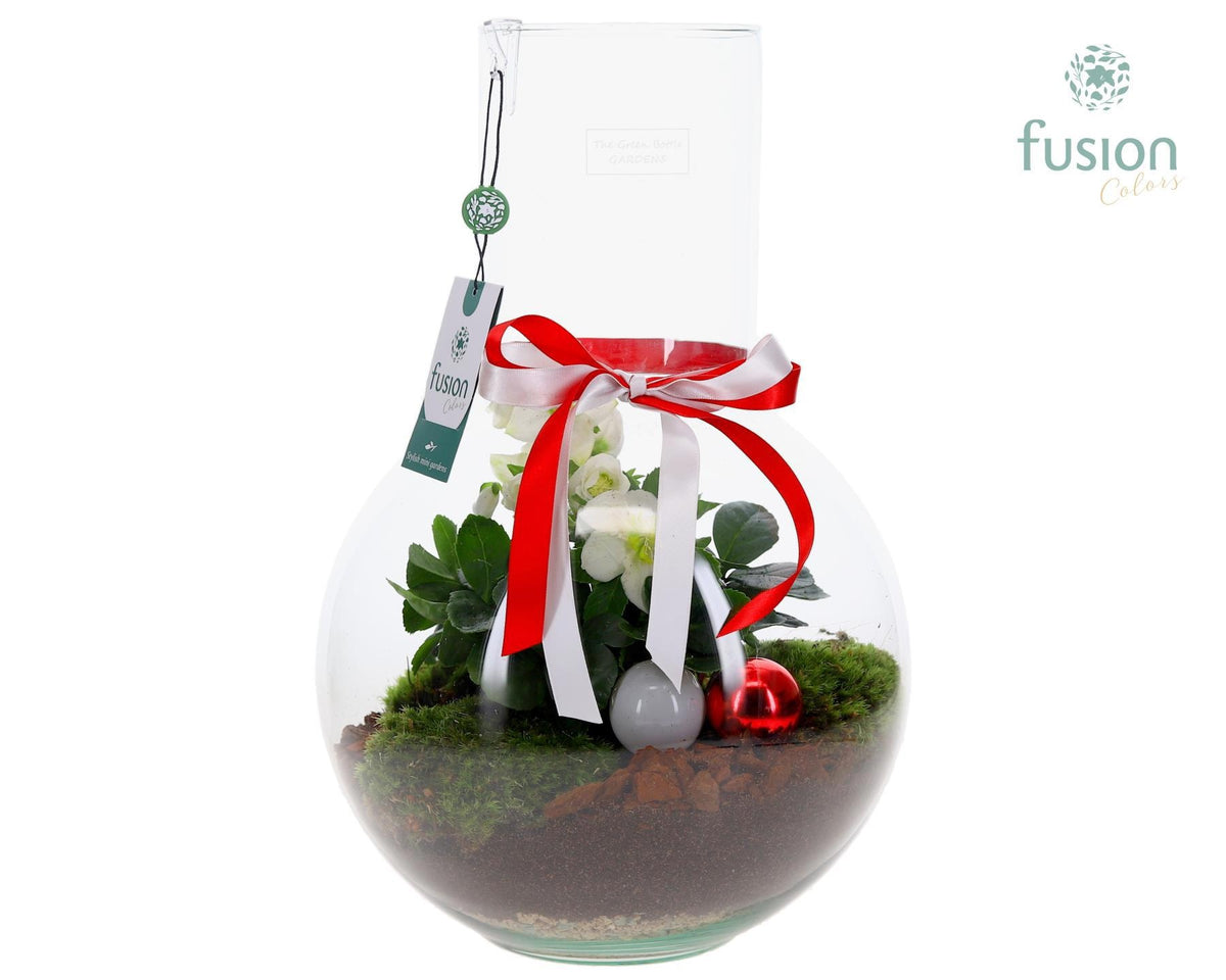 Green Bottle Suzanne Large Kerst met Helleborus 43cm 26cm Pot