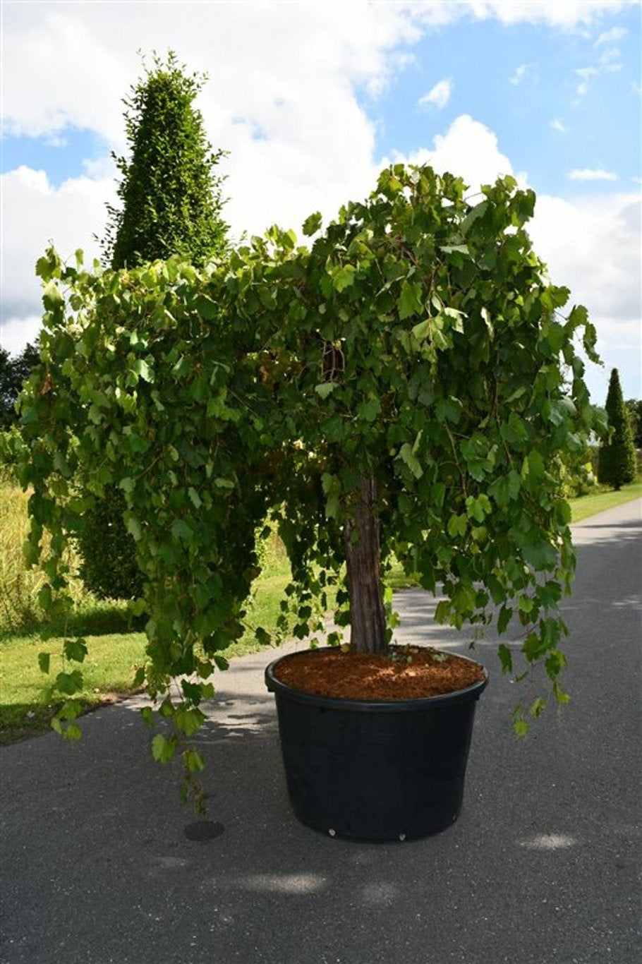 Bloemenkampen BV, Hkw. de Vitis vinifera (White Grape) Pack of 1