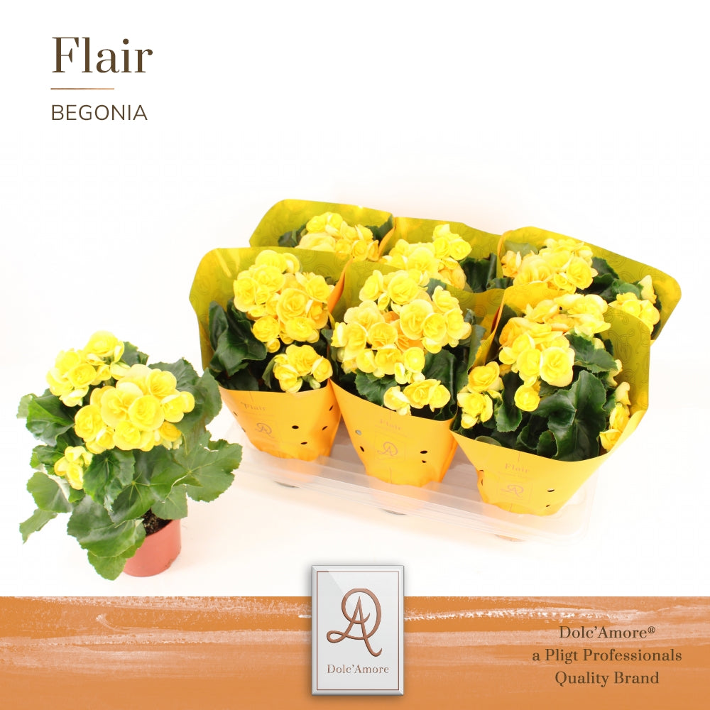 Begonia el. Nadine 31cm 14cm Pot