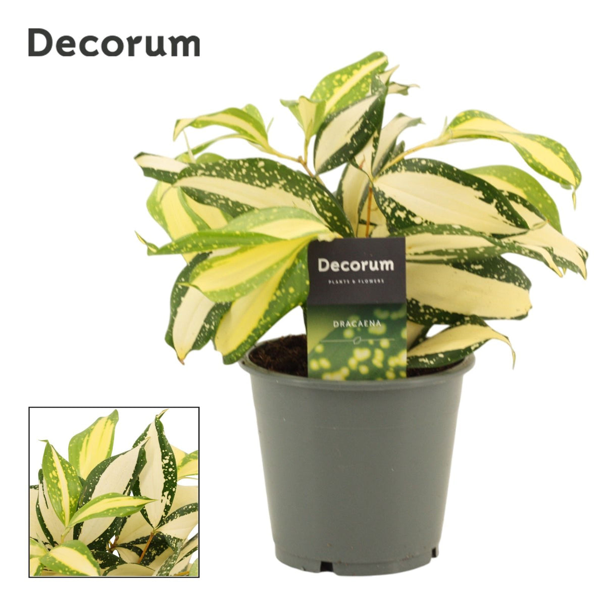 Dracaena Milky Way 25cm 12cm Pot