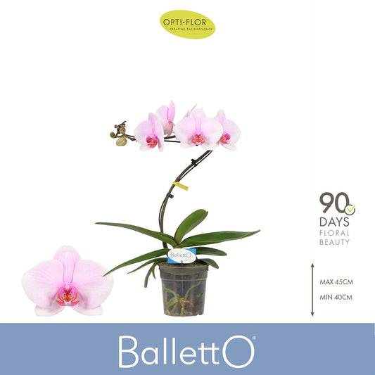 Phalaenopsis Curl Balletto 45cm 12cm Pot